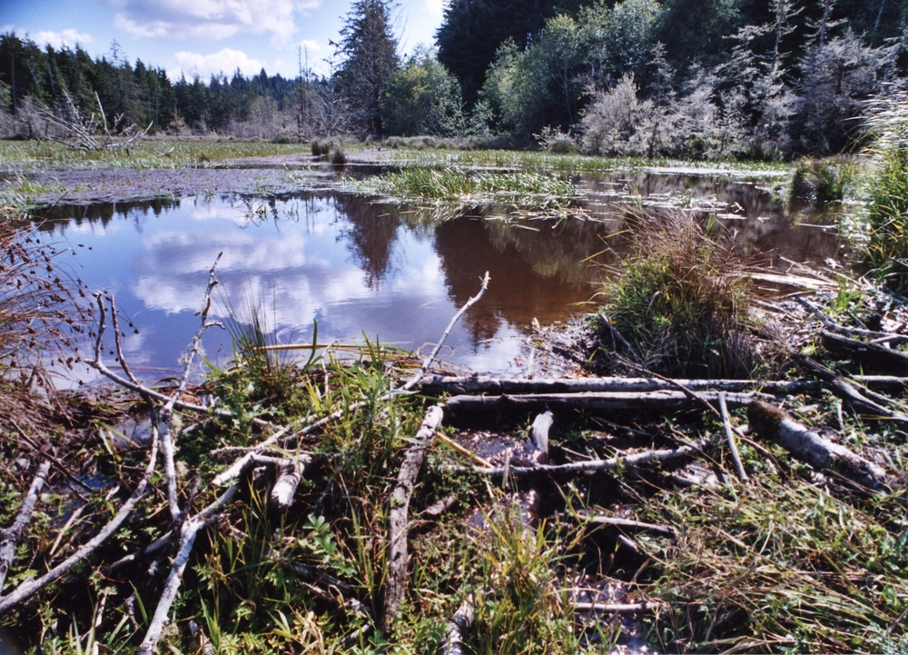 Cox Marsh, part of South Sough Reserve.