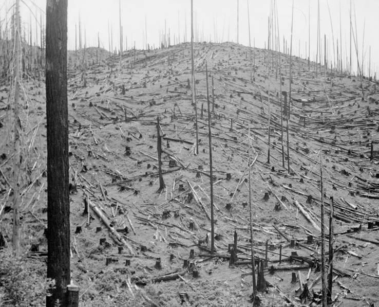 North side of Northrup Creek (Clatsop County) after burn, June 1941.