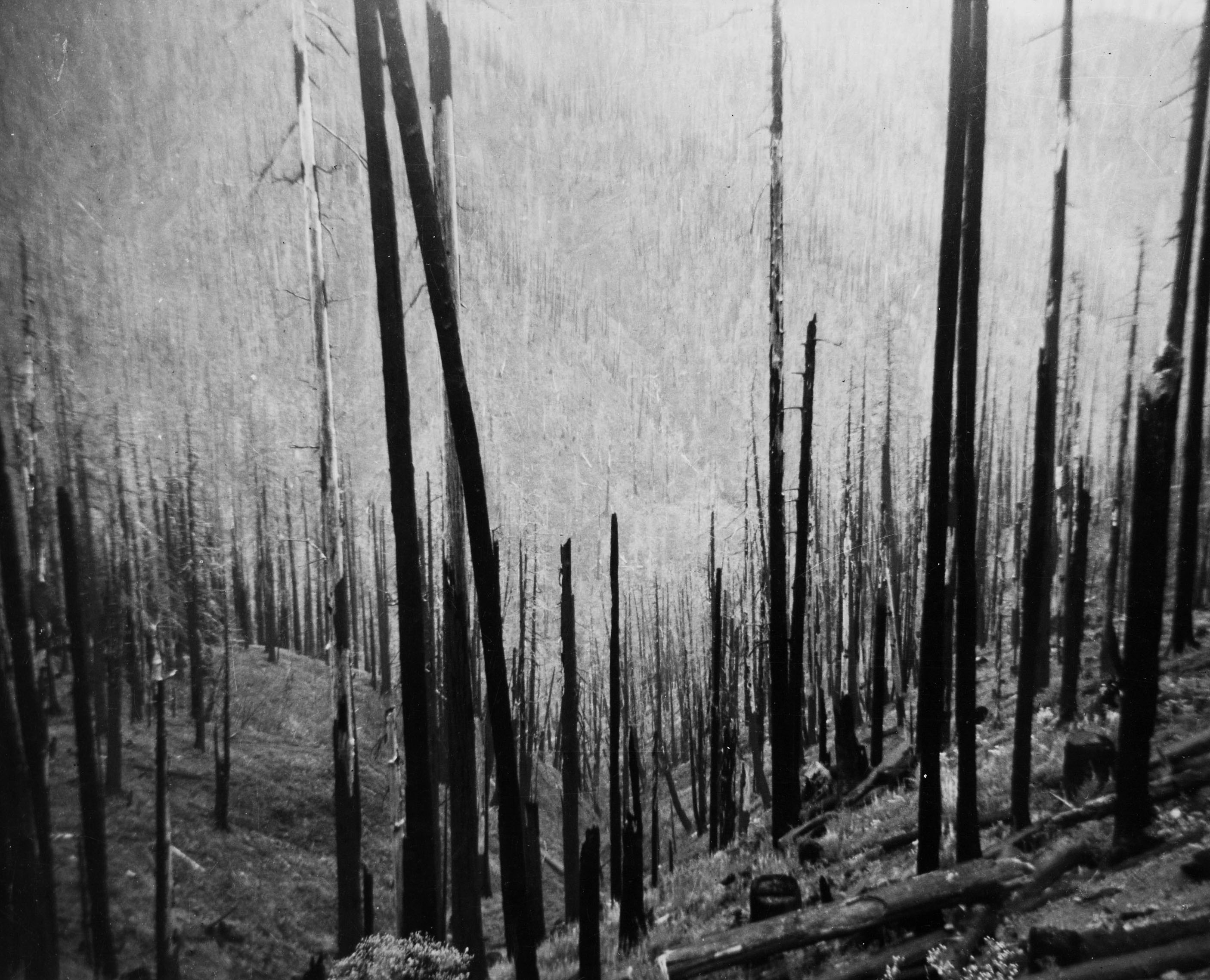 Tillamook burn.