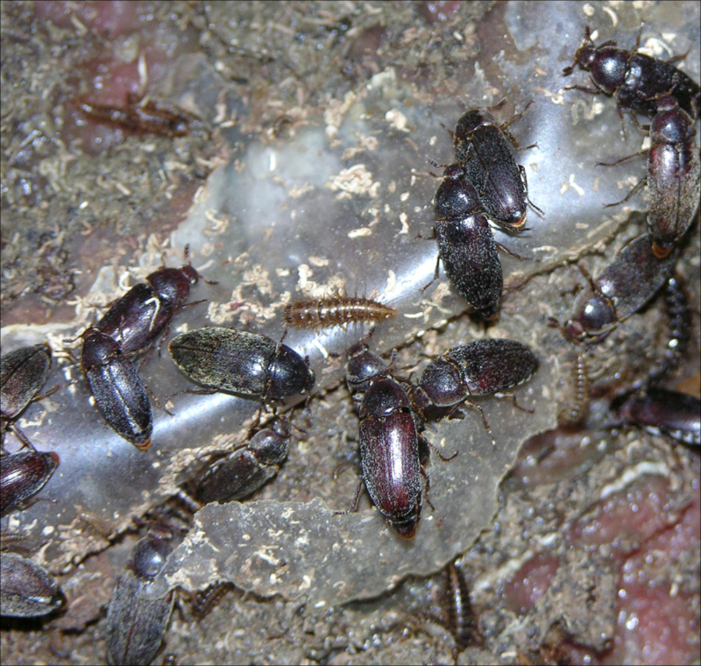 Dermestid beetles clean bones at the USFWS Forensics Lab.