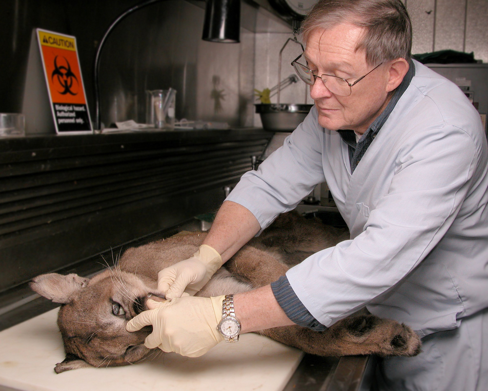 Examining a dead cougar at the USFWS Forensics Lab.