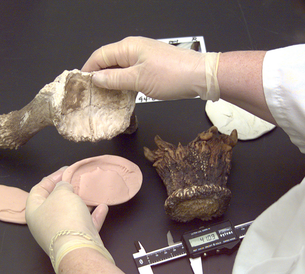 Antler comparison at the USFWS Forensics Lab.
