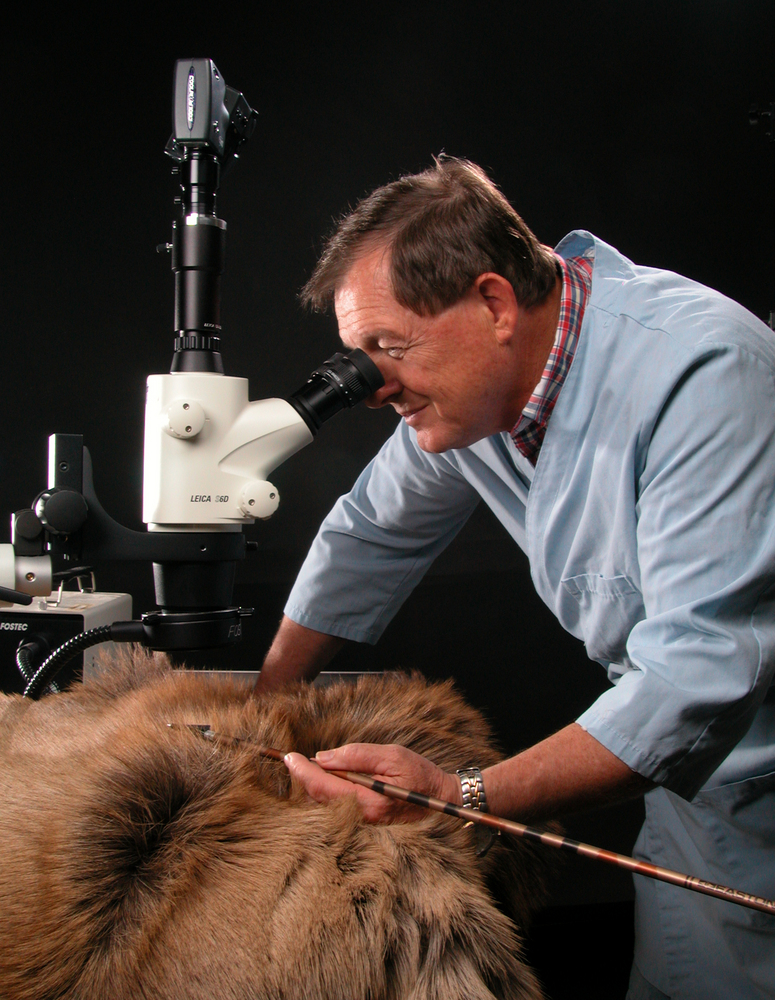 Examining an arrow wound at the USFWS Forensics Lab.