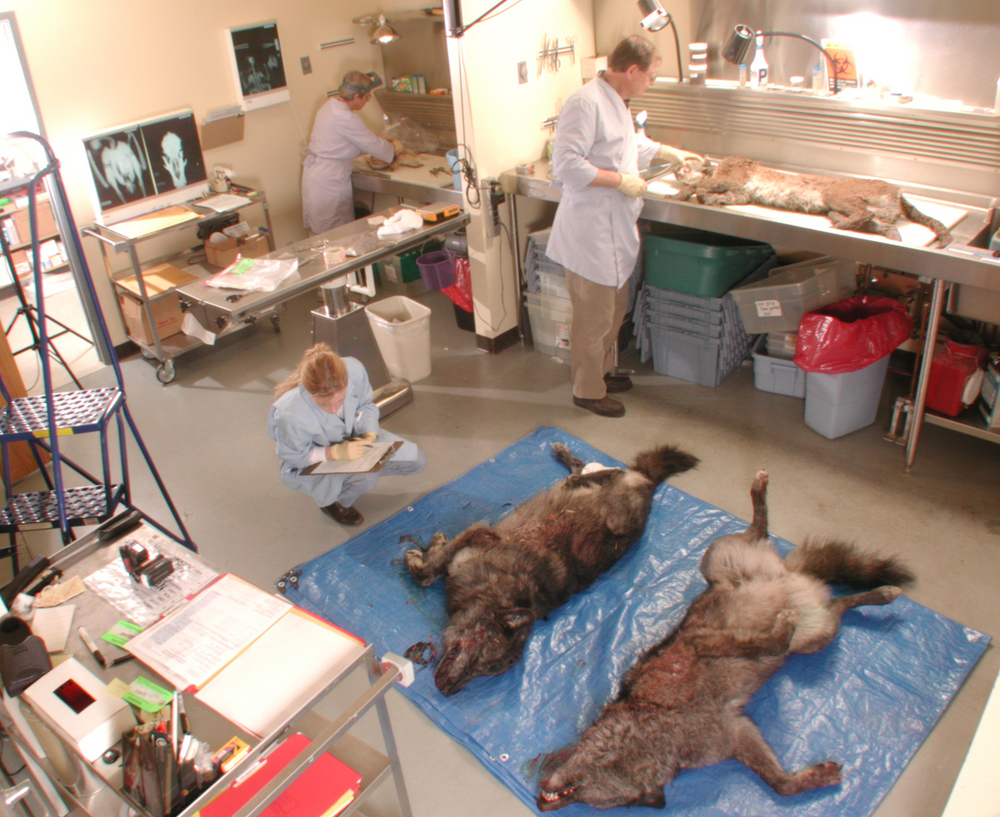 Determining cause of death at the USFWS Forensics Lab.