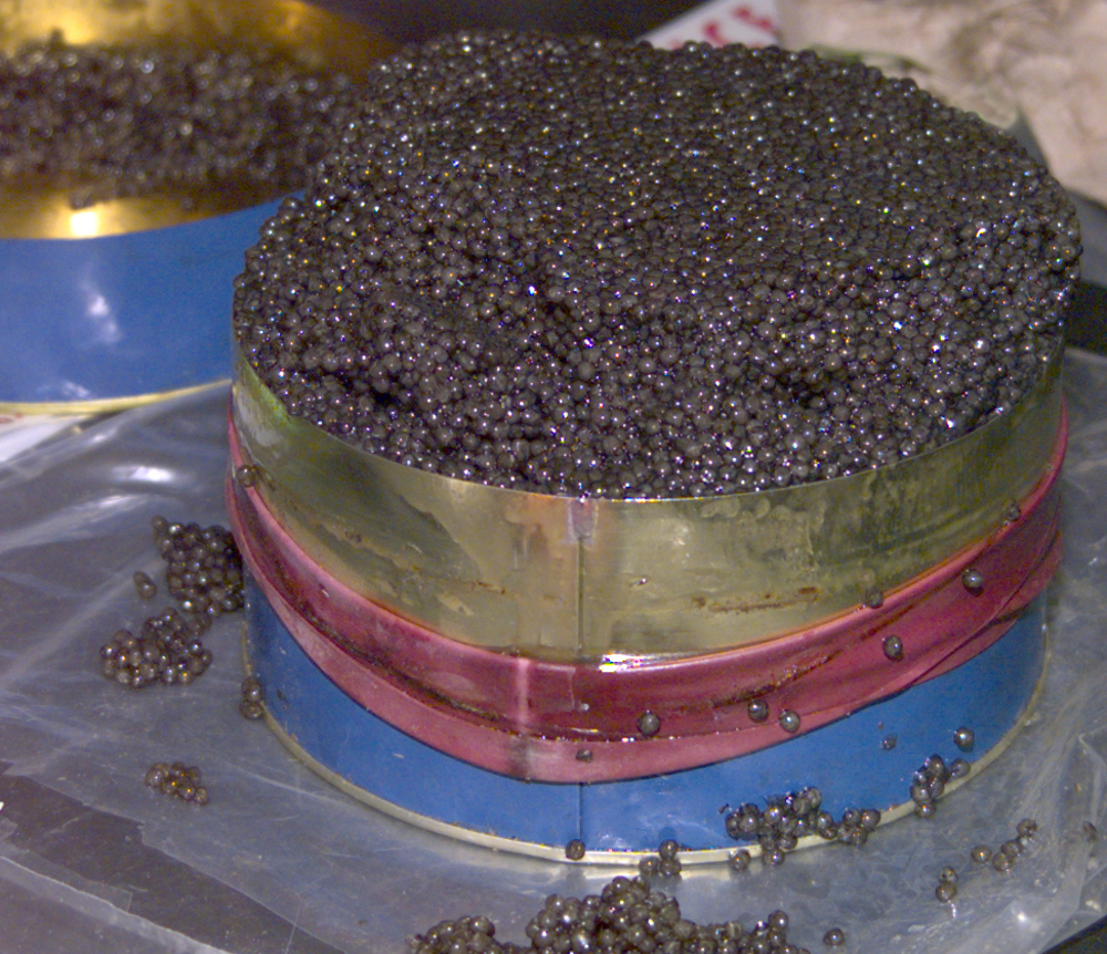 Seized materials at the USFWS Forensics Lab: Reptile products: Tin of caviar.