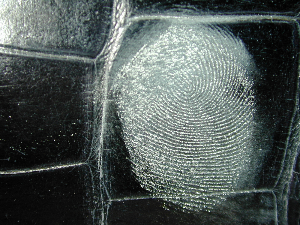 Fingerprint collected at the USFWS Forensics Lab.