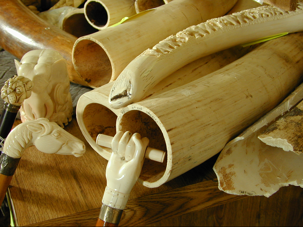 Seized materials at the USFWS Forensics Lab: Ivory.