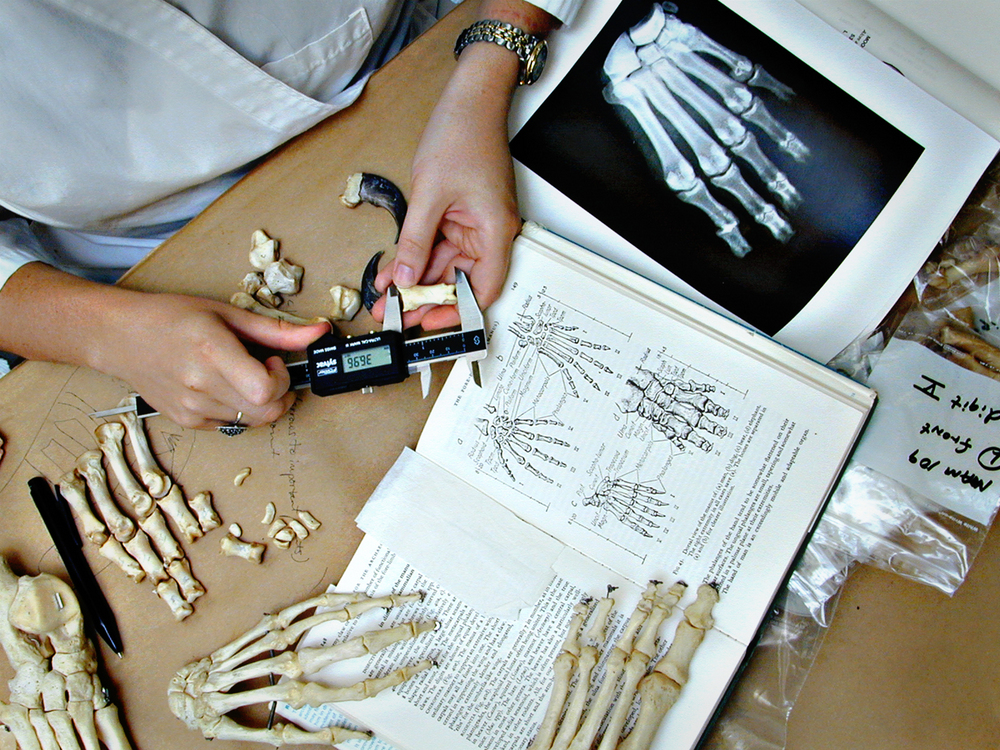 Measuring bones at the USFWS Forensics Lab.