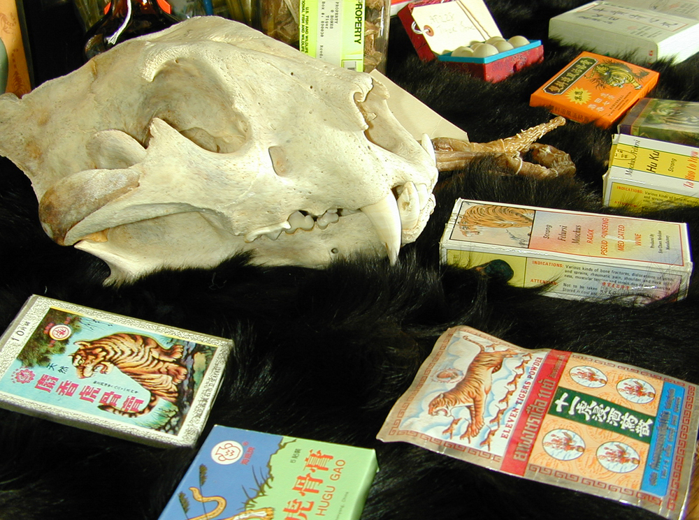Seized materials at the USFWS Forensics Lab: Medicines made from tiger products.