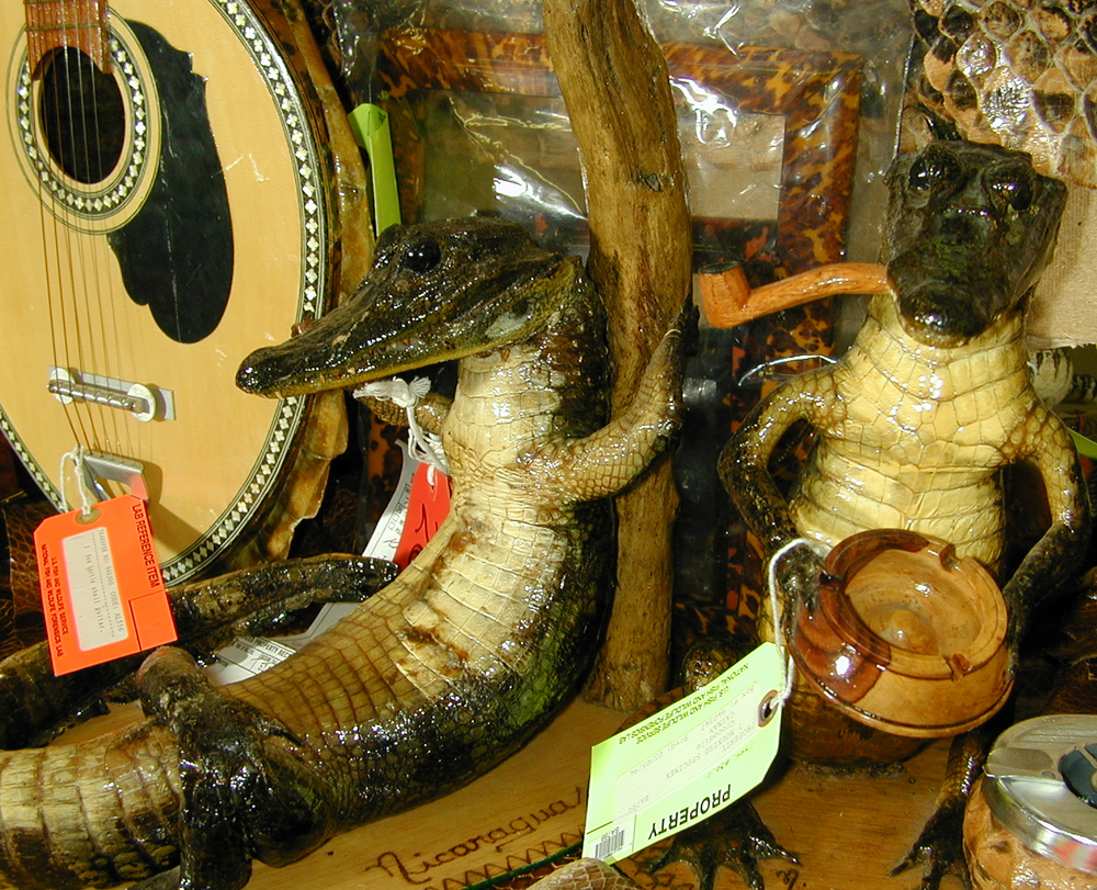 Seized materials at the USFWS Forensics Lab: Reptile products.