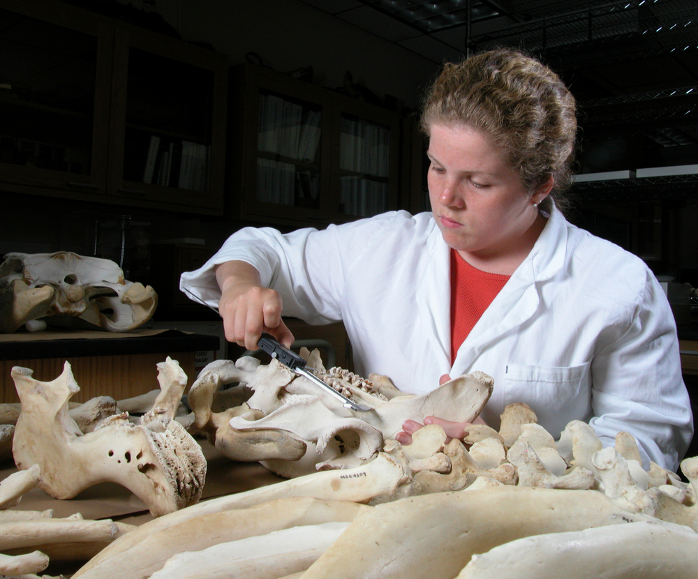 Skull comparison at the USFWS Forensics Lab.