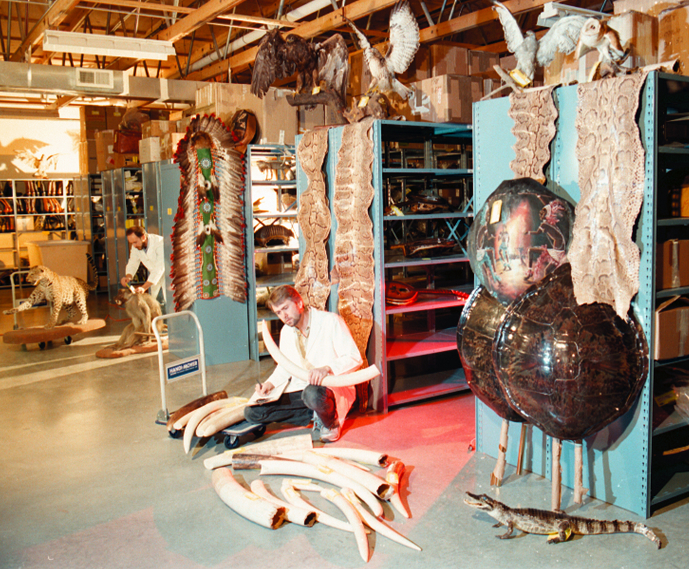 Seized materials at the USFWS Forensics Lab.