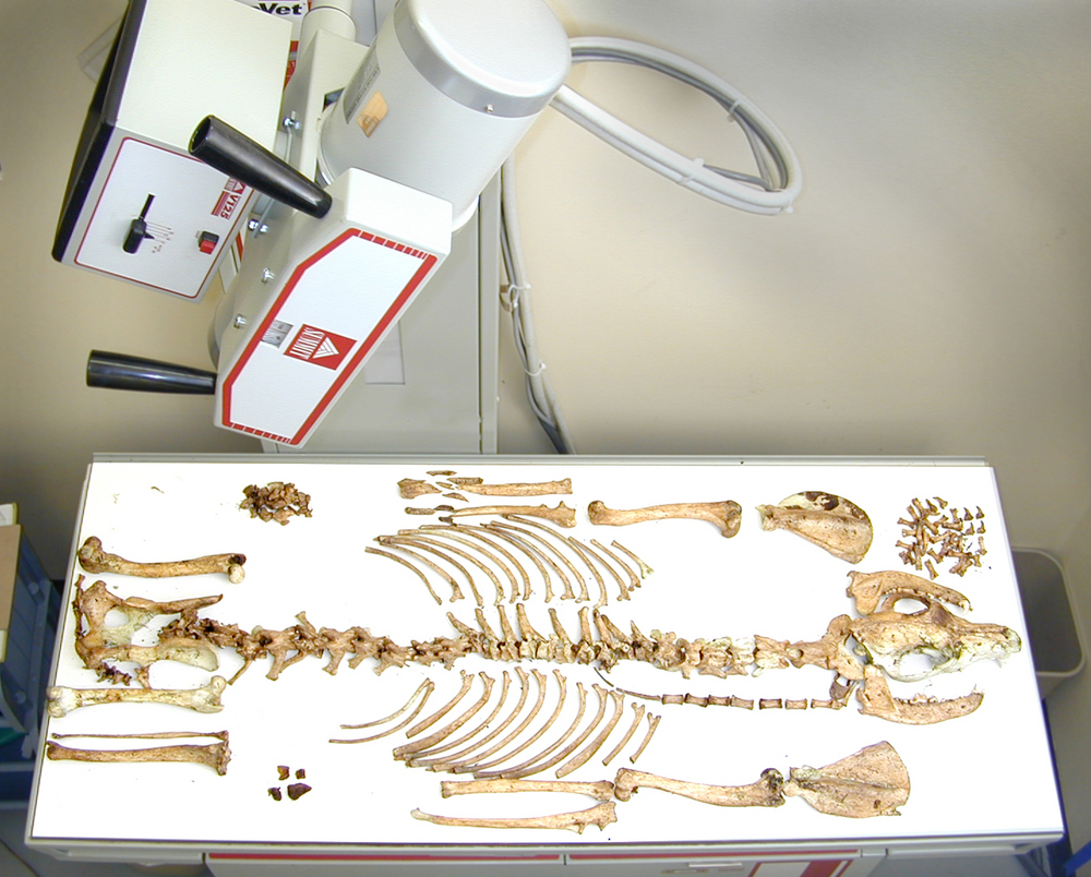 Wolf x-ray at the USFWS Forensics Lab.