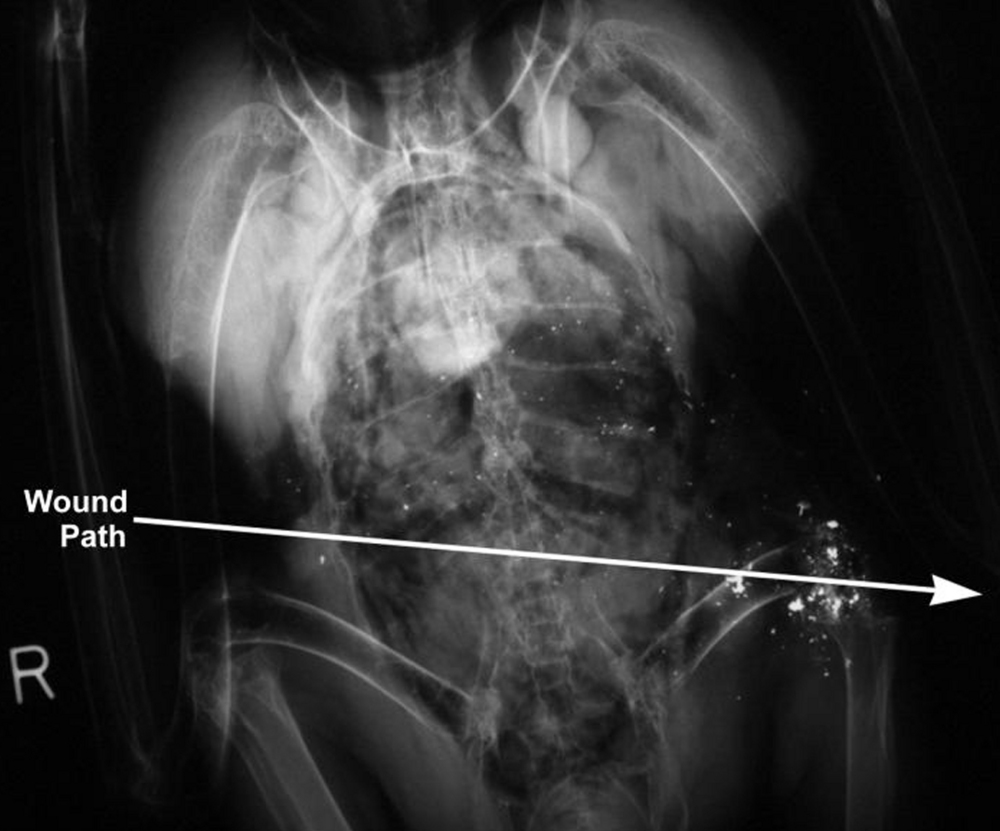 X-ray of animal wound path at the USFWS Forensics Lab.
