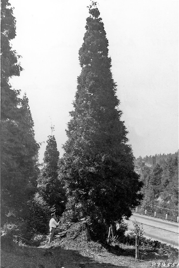 Western red cedar, 1933.