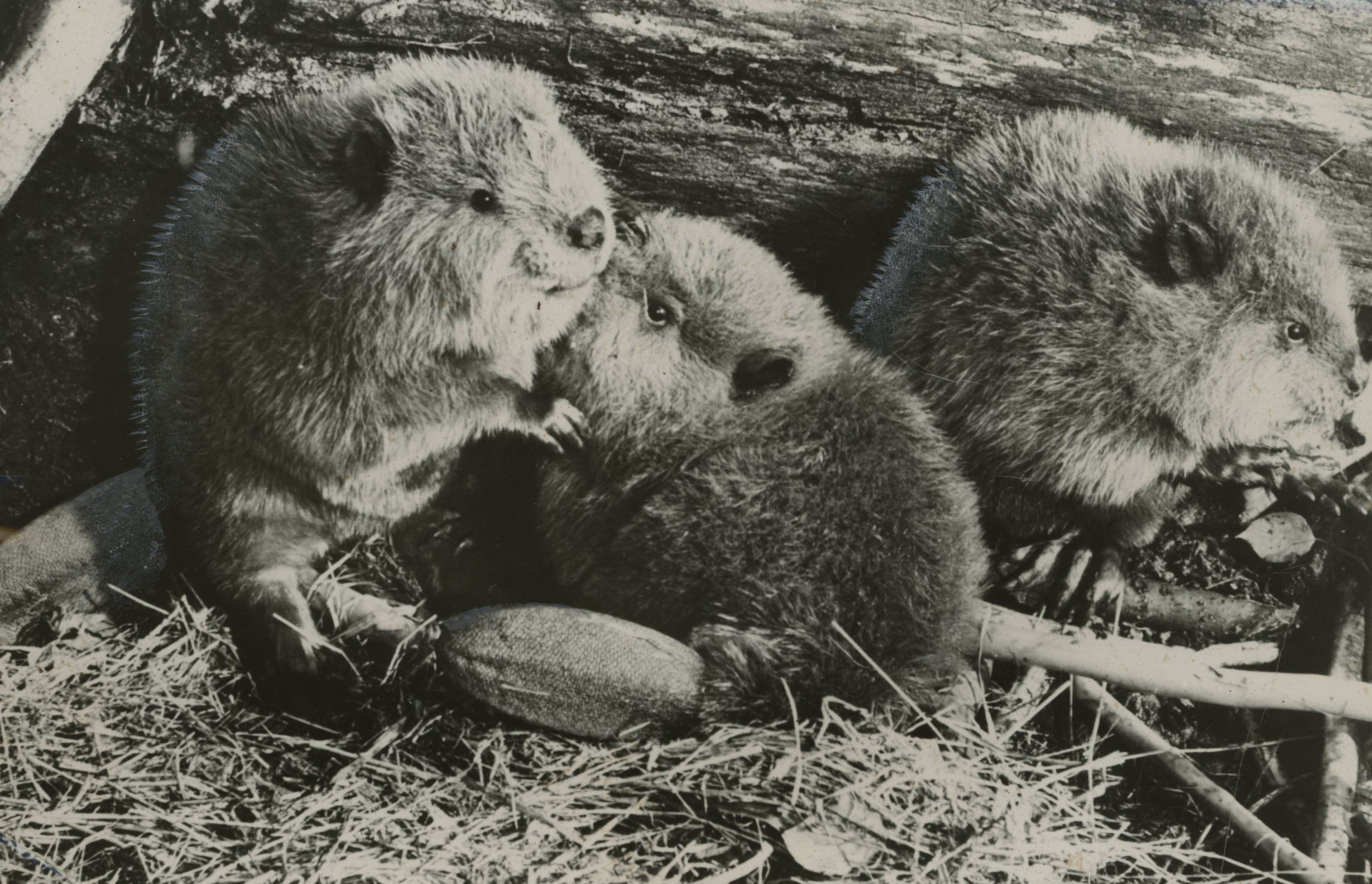 Photo by William Vandivert