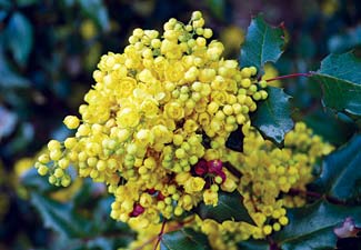 Oregon Grape