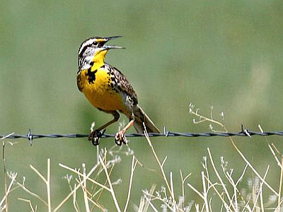 Western Meadowlark