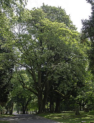 Heritage Trees of Portland