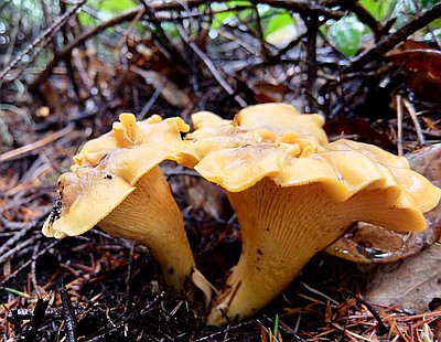 Chanterelle Mushrooms