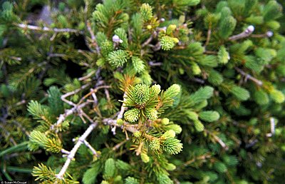 Engelmann Spruce