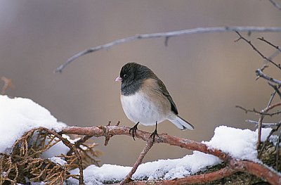 Oregon Junco