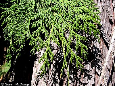 Port Orford Cedar