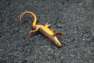 Rough-skinned newt