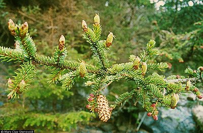 Sitka spruce