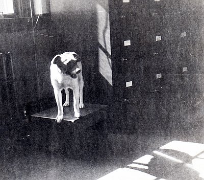 Two-Bits, the World War II Lookout Dog