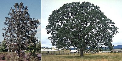 Oregon white oak