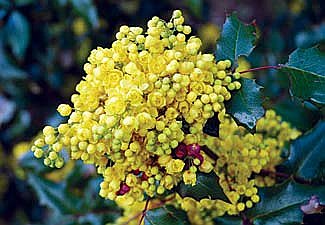 Oregon Grape