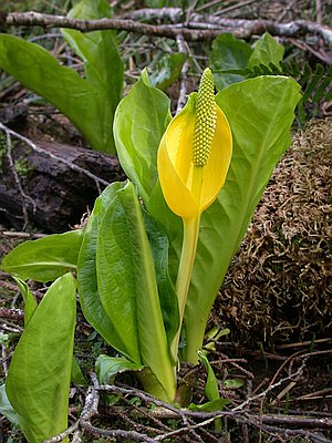 Skunk Cabbage