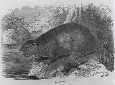 Beaver