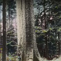 New Theme