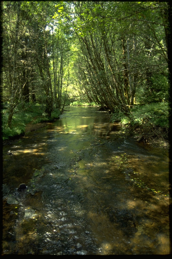Alsea River