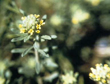 Pale madwort (Alyssum alyssoides (Brassicaceae)).