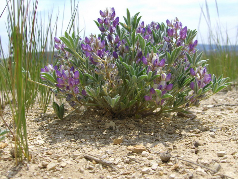 Cusick's lupine, Denny Flat, near Unity, June 2008.