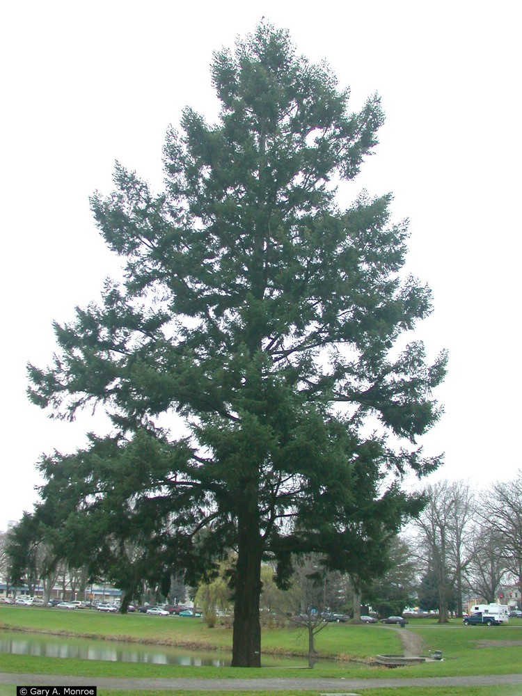 Douglas Fir at Lake Sacajawea Park, Cowlitz County, Washington.