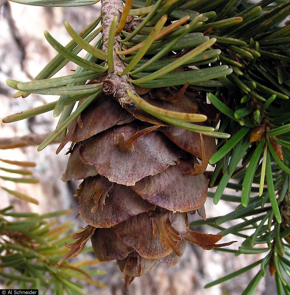 Douglas fir cone.