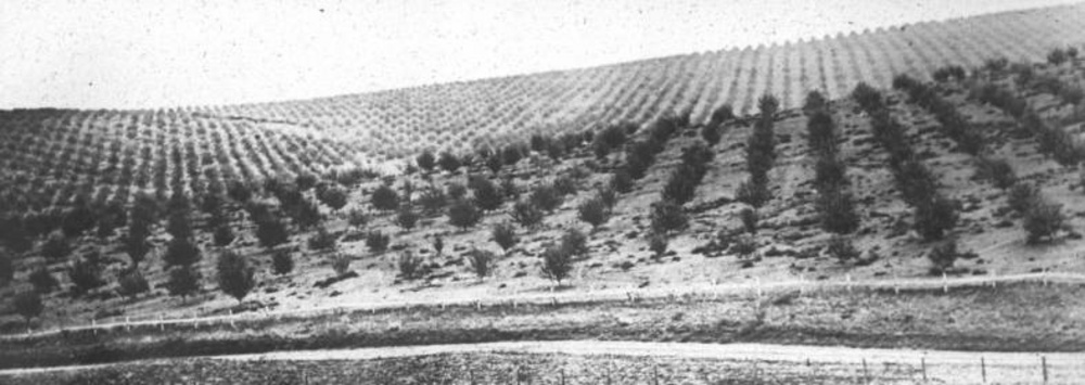 Orchard near Dufur.