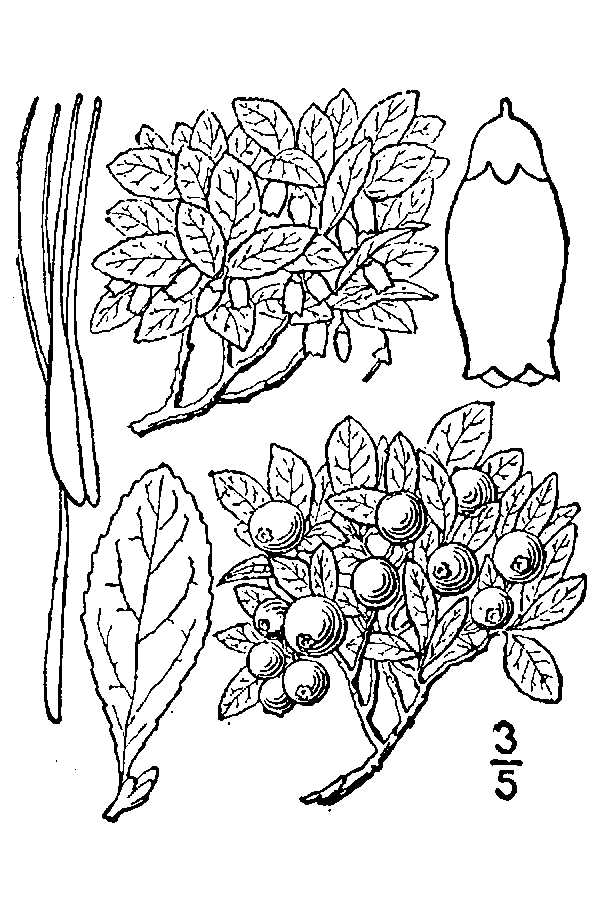 Dwarf bilberry (Vaccinium cespitosum Michx.).