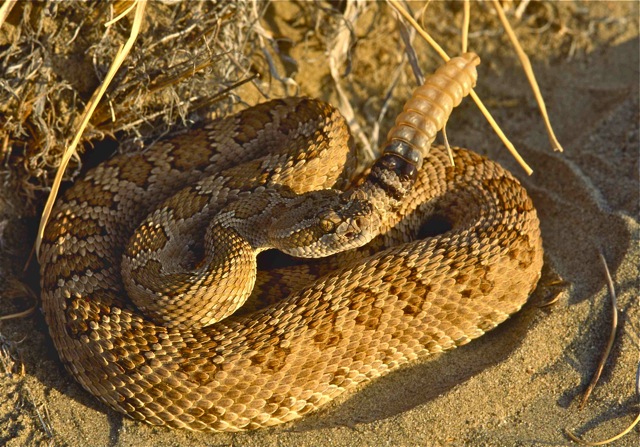 Great Basin Rattlesnake (Crotalus oreganus lutosus) in Big Sand Gap, Alvord Desert, SE Oregon.