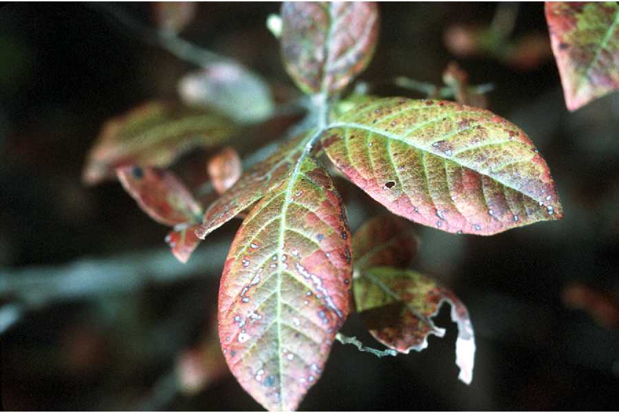 Highbush blueberry (Vaccinium corymbosum L.).