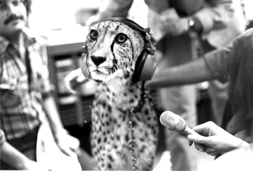 In 1981 the Wildlife Safari visited JPR with this unusual and mellow interview subject, a cheetah.  She didn’t say much but did manage to purr on the air.