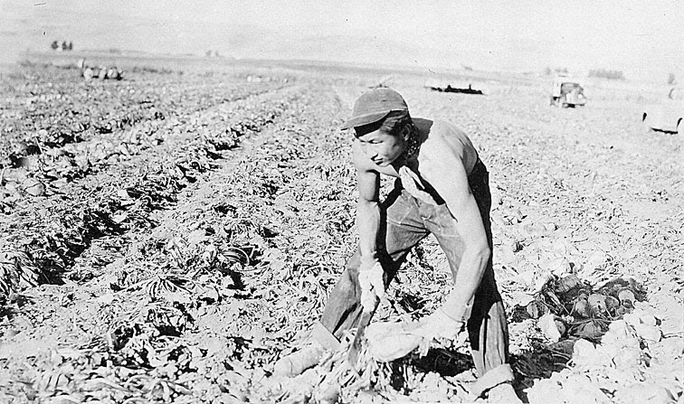 Japanese evacuee in the sugar beet fields, 1943