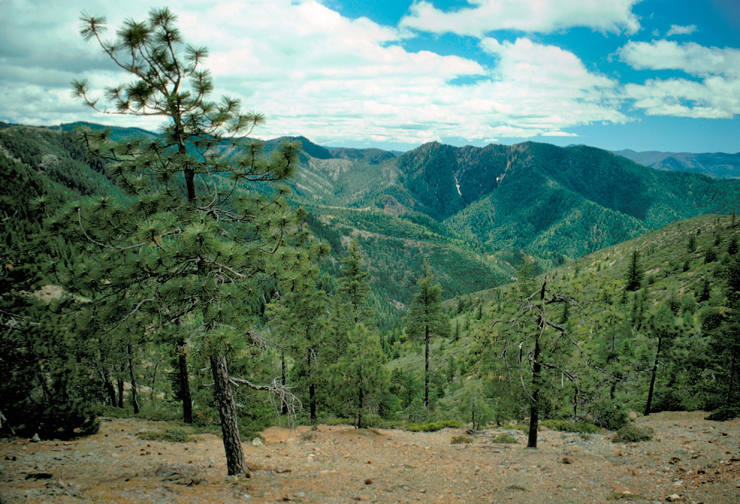 Kalmiopsis Wilderness.