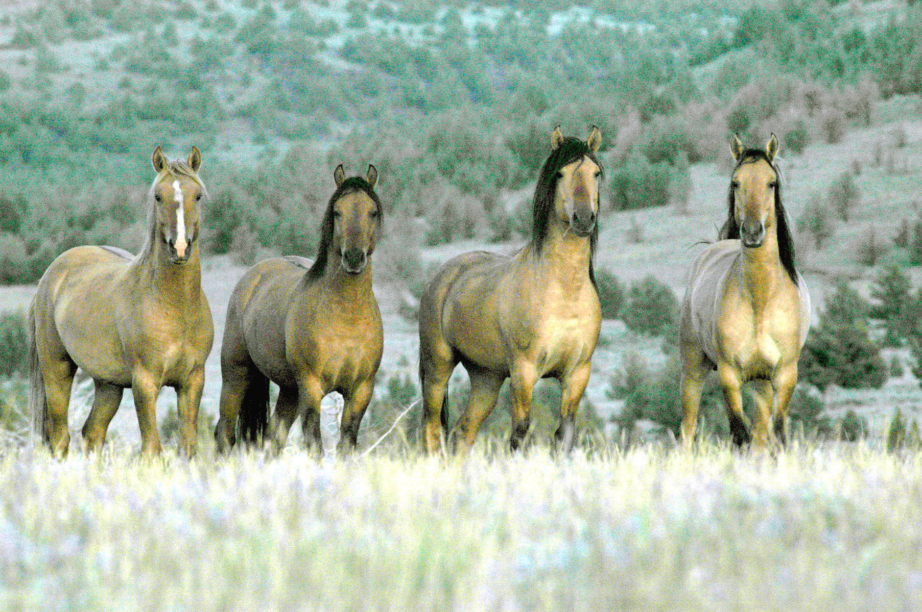 Wild horses in Oregon