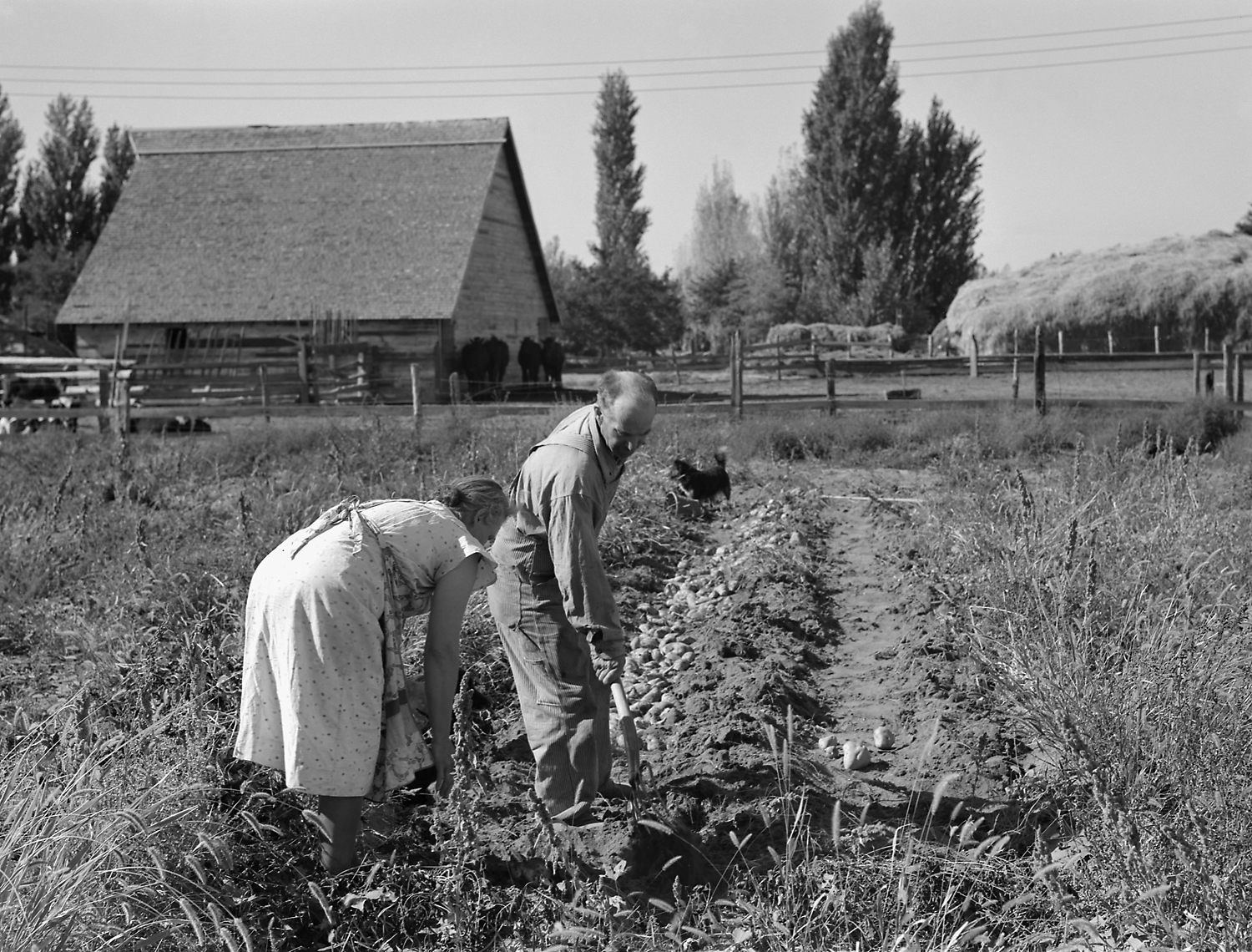 Couple digging sweet potatoes.