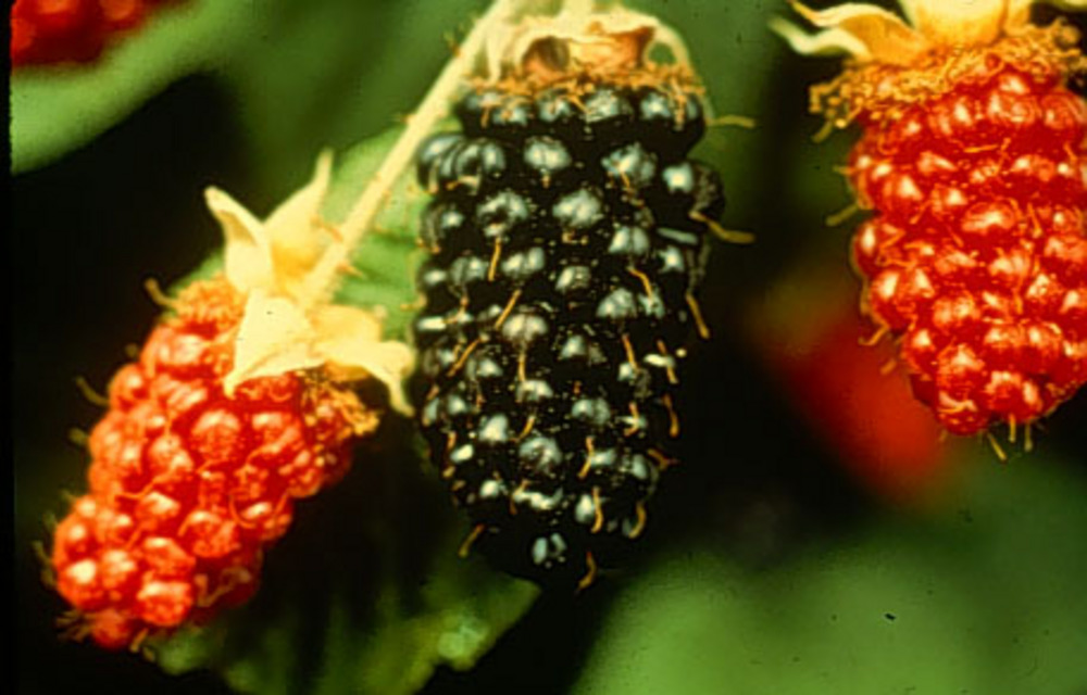 Marionberry